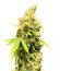 Сорт Royal Runtz fem (Royal Queen Seeds)