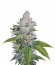 Купить White Berry fem (VIP Seeds)