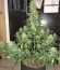 Сорт Blue Dream auto fem (FastBuds Seeds)