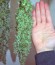 Сорт Big Bang fem (Green House Seeds)