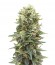 Сорт Auto Afghan Mass fem (00 Seeds)