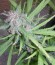 Сорт Critical fem (Royal Queen Seeds)