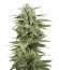 Сорт Industrial Plant Autoflowering CBD fem