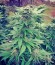 Сорт Super Skunk fem (Vision Seeds)