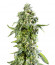 Сорт DDoS #33 fem (Herbies Seeds)