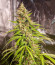 Сорт Original Jack Herer Auto fem (FastBuds)