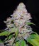 Купить White Berry fem (VIP Seeds)