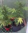 Сорт Northern Light Automatic fem (Royal Queen Seeds)