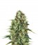 Сорт Royal AK fem (Royal Queen Seeds)