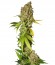 Сорт Mohan Ram fem (Sweet Seeds)