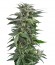 Сорт Haze XXL Autoflowering fem