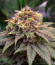 Сорт Purple Punch X Lemon Drizzle fem от Barney's Farm