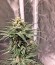 Сорт AK 48 fem (Nirvana Seeds)