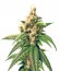 Сорт Skunk Kush reg (Sensi Seeds)