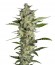 Сорт Flowerbomb Kush fem (Strain Hunters)