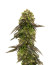 Сорт Bruce Banner # fem (AlphaFem Seeds)