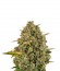 Сорт Royal Moby fem (Royal Queen Seeds)