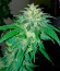 Сорт Bubba Kush Autoflowering fem (Dinafem Seeds)