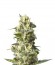 Сорт Lemon Shining Silver Haze (Lemon Haze) fem