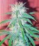 Сорт Sweet Cheese fem (Sweet Seeds)