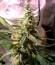 Сорт Blueberry Cheesecake fem (Female Seeds)