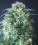 Сорт Kripple Roulette fem (Dr. Krippling Seeds)