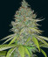 Сорт Lemon Skunk fem (Green House Seeds)