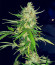 Сорт Auto Chocolate Kush fem (00 Seeds)