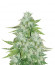 Сорт CBD Auto 20:1 fem (FastBuds)