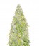 Сорт Rock Machine auto fem (Doctor’s Choice)