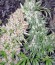 Сорт Skunk Special fem (Female Seeds)