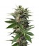 Сорт Blue Amnesia XXL Autoflowering шишки