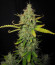 Сорт Blue Auto Mazar fem (Dutch Passion)