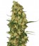 Сорт Wappa fem (Paradise Seeds)