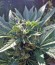 Сорт Auto Haze Female Seeds fem (Female Seeds)