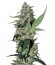 Сорт Green Poison F1 Fast Version fem (Sweet Seeds)