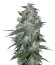 Микс семян Indica Pure Origin Collection 8 (World of Seeds)