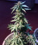 Сорт Watermelon Zkittlez fem (Pyramid Seeds)