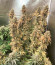 Сорт American Pie fem (Pyramid Seeds)