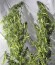 Сорт Arjan's Ultra Haze #1 fem
