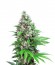 Сорт Killer Kush F1 Fast Version fem (Sweet Seeds)