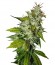 Сорт Snow Fruit fem (Sweet Seeds)