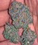 Сорт Purple Afghan Kush fem (Dinafem Seeds)