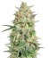 Сорт BubbleGummer fem (Female Seeds)