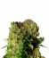 Сорт Dutch Dragon fem (Paradise Seeds)