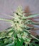 Сорт Auto Whiteberry fem (Paradise Seeds)