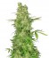 Сорт CBD-Chronic fem (Serious Seeds)