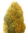 Сорт Champion fem (Heavyweight Seeds)