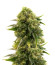 Сорт Different Gorilla fem (AlphaFem Seeds)