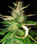 Сорт Delicious Candy Auto fem (Delicious Seeds)